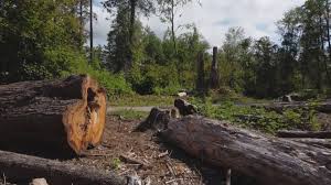 Seasonal Cleanup (Spring/Fall) in Rose Hill, VA