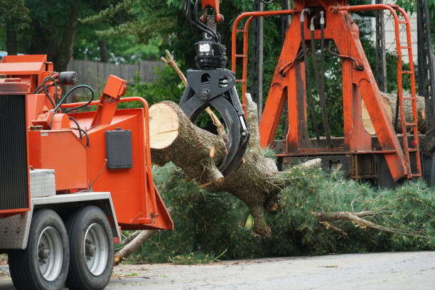 Best Tree Removal  in Rose Hill, VA