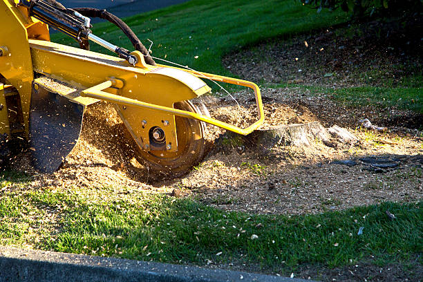 Tree and Shrub Care in Rose Hill, VA