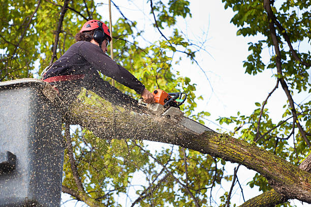 Best Tree Cabling and Bracing  in Rose Hill, VA